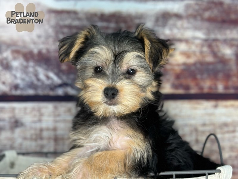 Morkie-Male-Black & Tan-4021324-Petland Bradenton