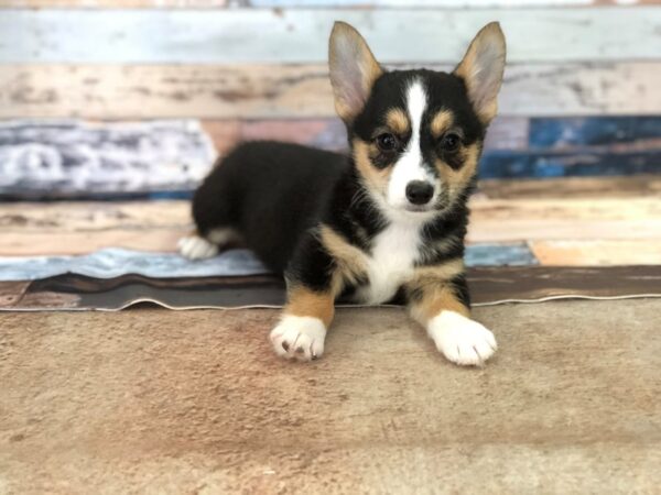 Pembroke Welsh Corgi DOG Male Tri Color 13080 Petland Bradenton, Florida