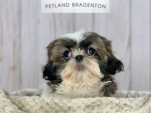 [#18085] Gold & White Male Shih Tzu Puppies For Sale