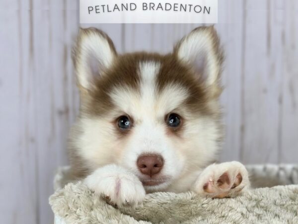 [#18079] Red & White Male Pomsky Puppies For Sale