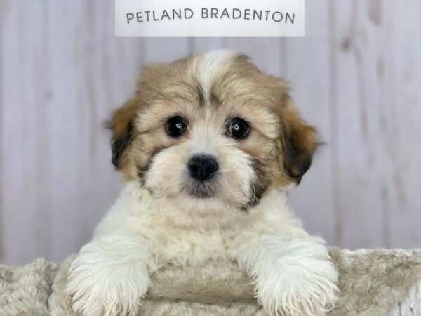[#18077] Brown & White Male Teddy Bear Puppies For Sale