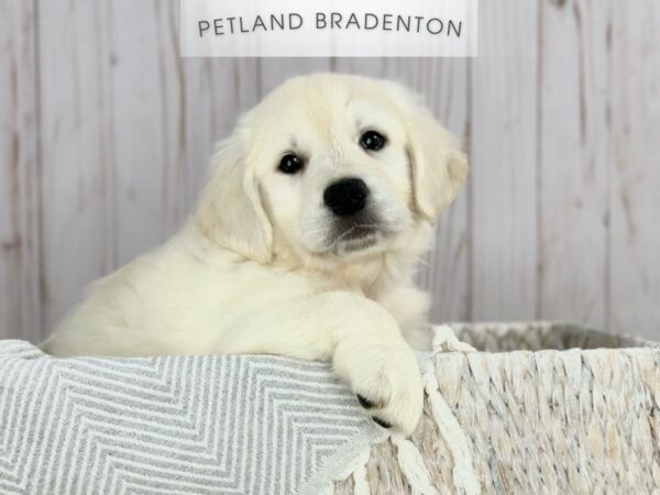 [#18087] Light Golden Female Golden Retriever Puppies For Sale