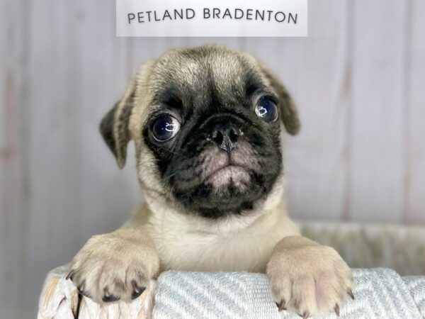 [#18058] Fawn Male Pug Puppies For Sale