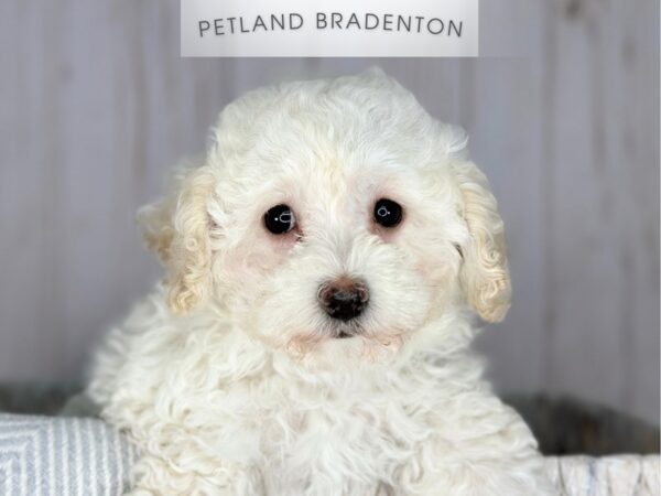 [#18066] Cream Female Miniature Poodle Puppies For Sale