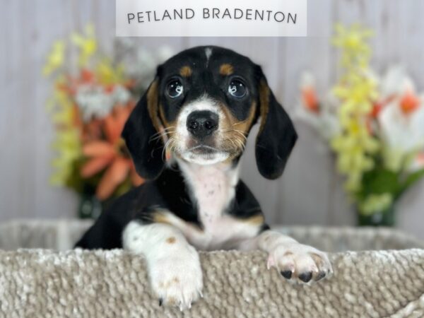 [#18110] Black & White Male Dachshund Puppies For Sale
