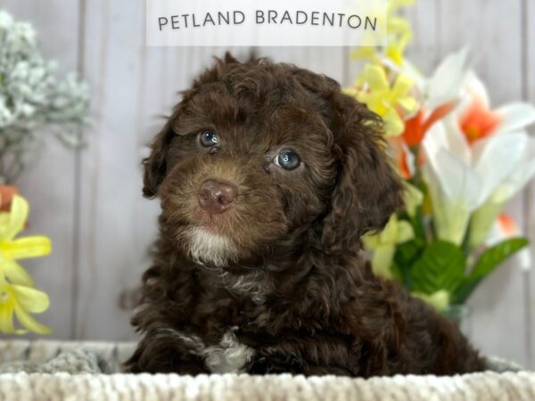 [#18104] Chocolate Male Miniature Poodle Puppies For Sale