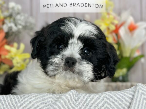 [#18096] Black / White Male Shih Tzu Puppies For Sale