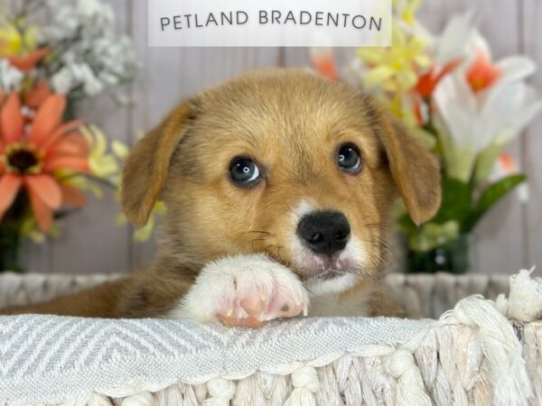 [#18102] Red / White Male Pembroke Welsh Corgi Puppies For Sale