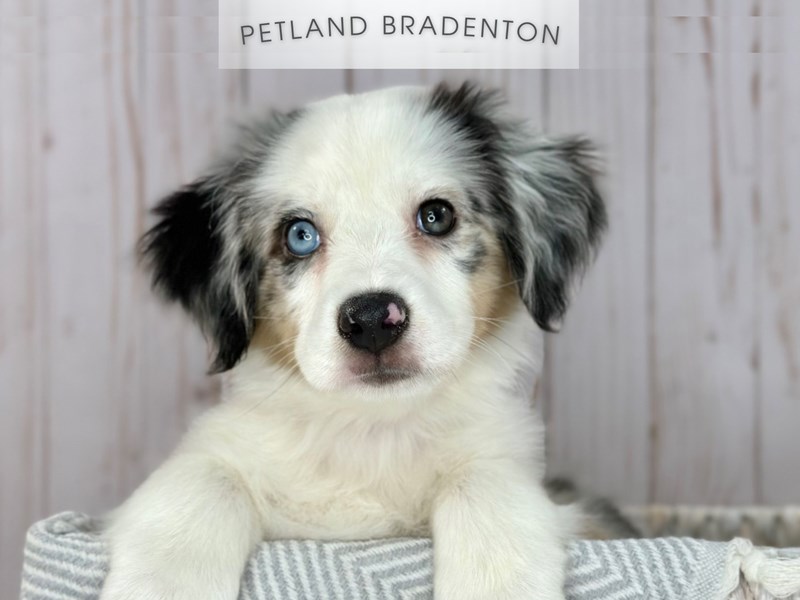 Miniature Australian Shepherd - 18113 Image #1