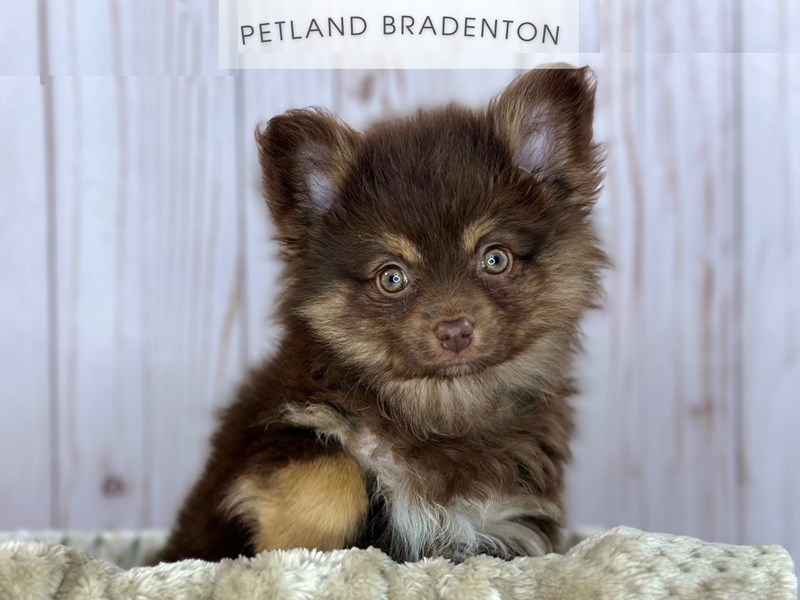 AussiePom (Toy) - 18120 Image #1