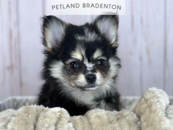 [#18119] Merle Female AussiePom (Toy) Puppies For Sale