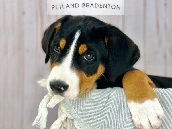 [#18129] Black White / Tan Female Greater Swiss Mountain Dog Puppies For Sale