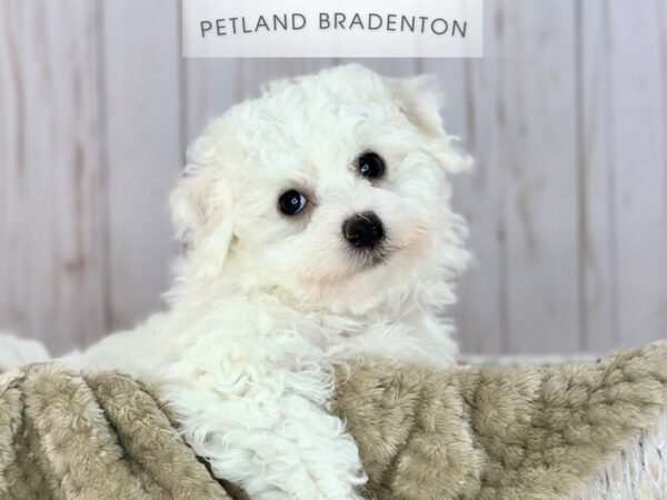 [#18134] White Male Bichon Frise Puppies For Sale