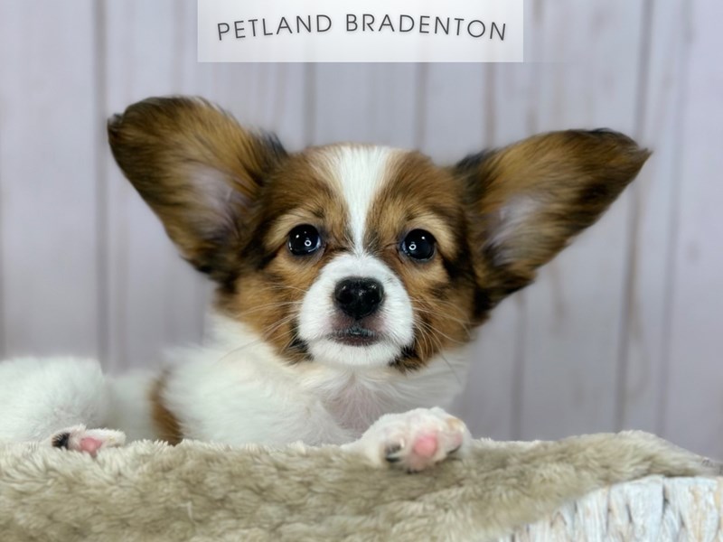 Papillon - 18139 Image #1