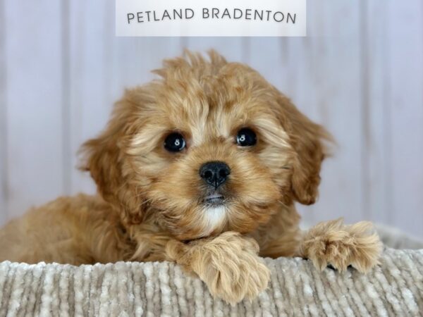 [#18143] Ruby Male Cavapoo Puppies For Sale