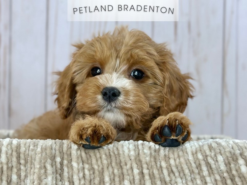 Cavapoo - 18144 Image #1