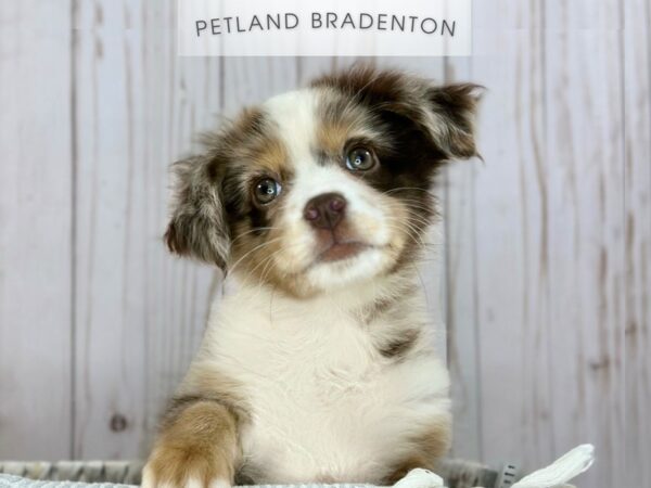 [#18128] Red Merle Female Miniature Australian Shepherd Puppies For Sale