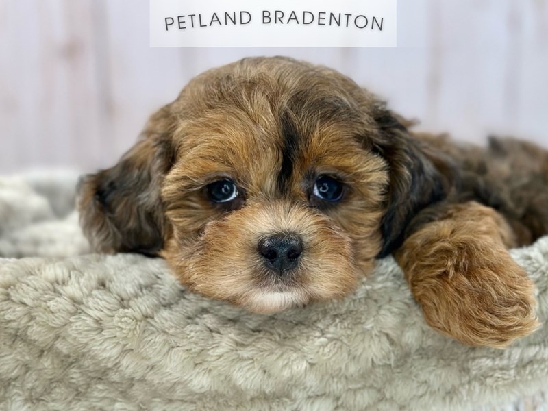 Shih Poo - 18135 Image #1