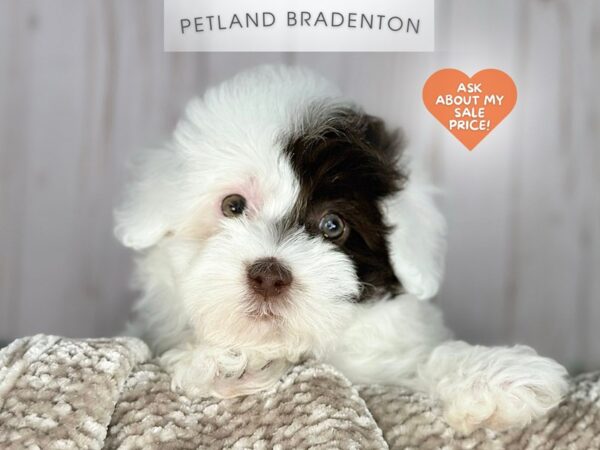 [#18061] Chocolate & White Female Havapoo Puppies For Sale