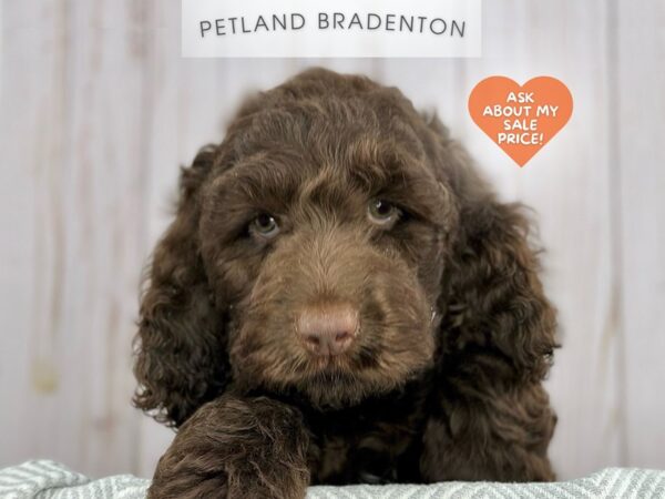 [#18084] Chocolate Male Springerdoodle Puppies For Sale