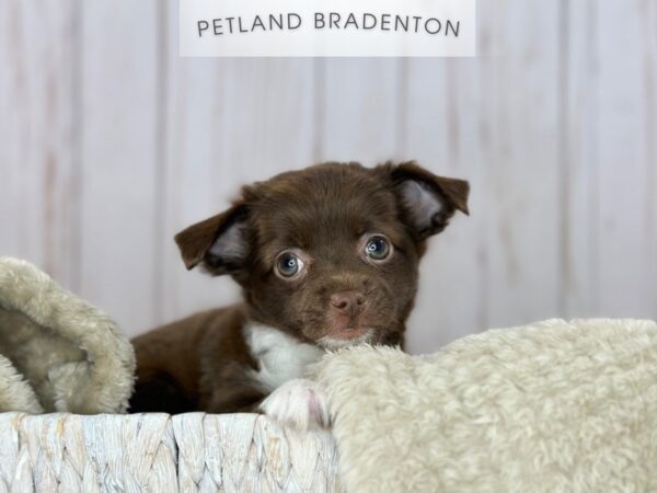 [#18151] Chocolate Female Chihuahua Puppies For Sale