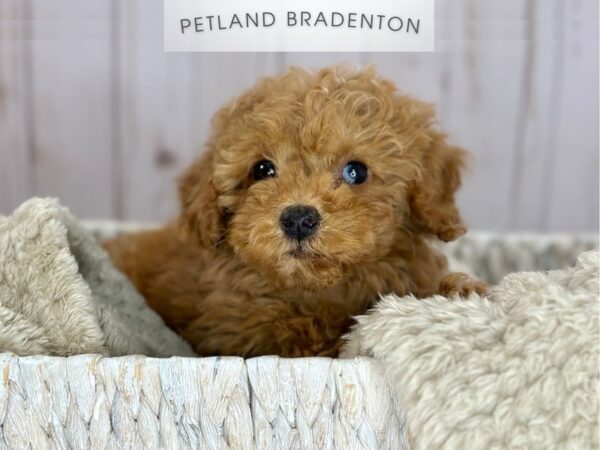 [#18157] Red Female Toy Poodle Puppies For Sale