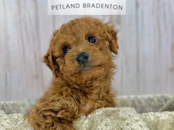 [#18167] Red Male Cavapoo Puppies For Sale