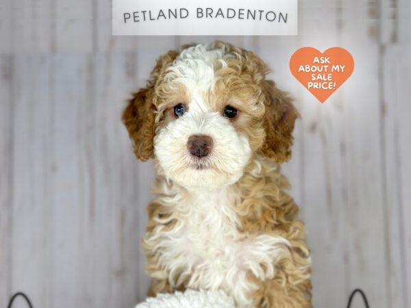 [#18040] Red & White Female Miniature Bernedoodle Puppies For Sale