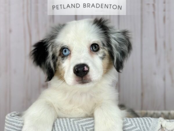 [#18113] Blue Merle Female Miniature Australian Shepherd Puppies For Sale