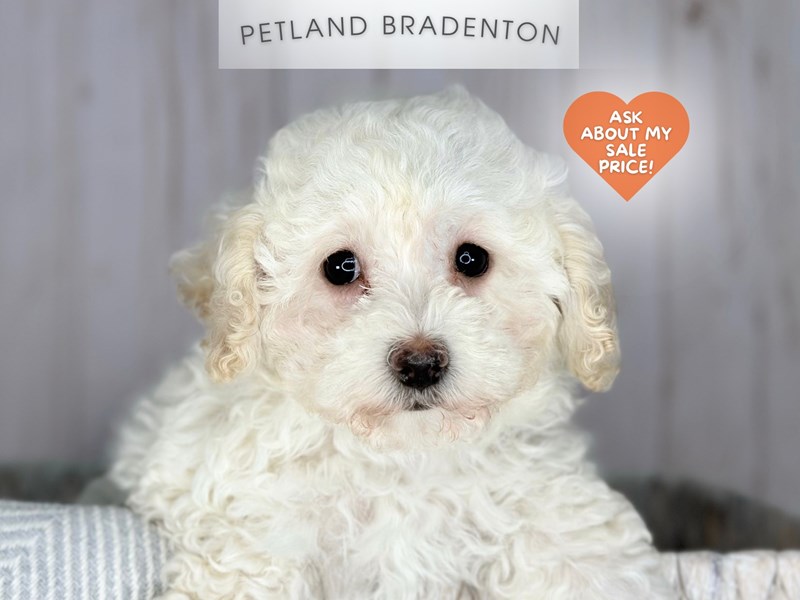 Miniature Poodle - 18066 Image #1