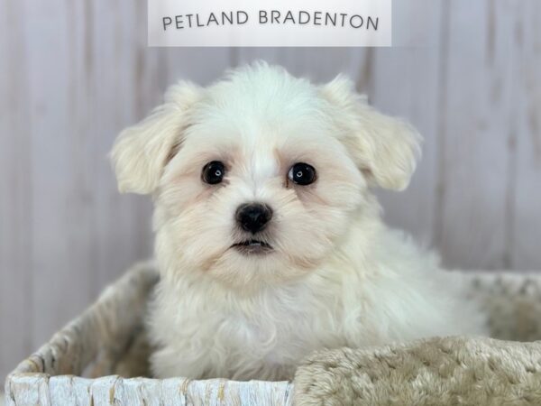 [#18166] White Male Malshi Puppies For Sale
