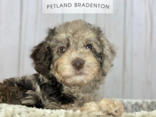 [#18154] Chocolate Merle Male Miniature Poodle Puppies For Sale