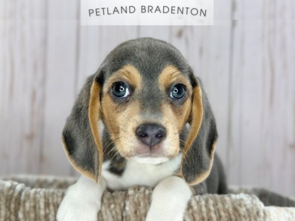 [#18158] Blue & Tan Male Beagle Puppies For Sale