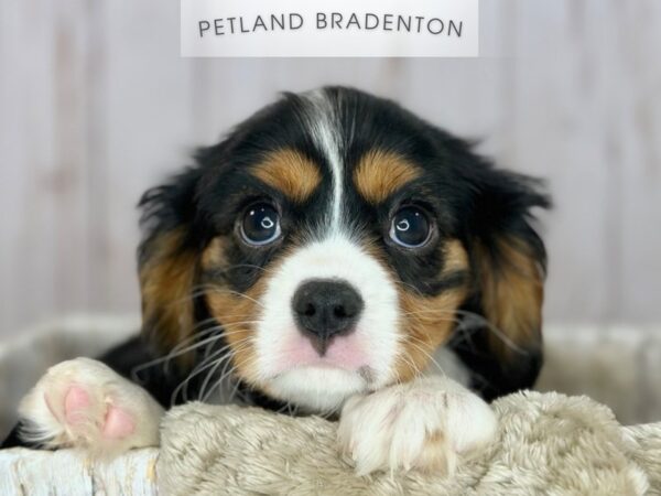 [#18155] Tri-Colored Female Cavalier King Charles Spaniel Puppies For Sale