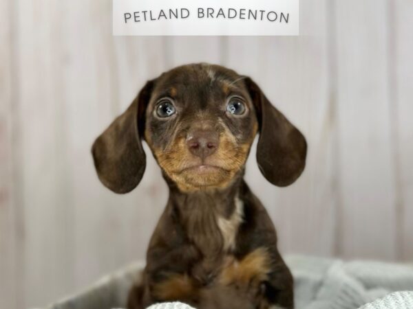 [#18165] Chocolate Dapple Male Dachshund (Mini) Puppies For Sale