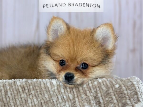 [#18163] Red Male Pomeranian Puppies For Sale