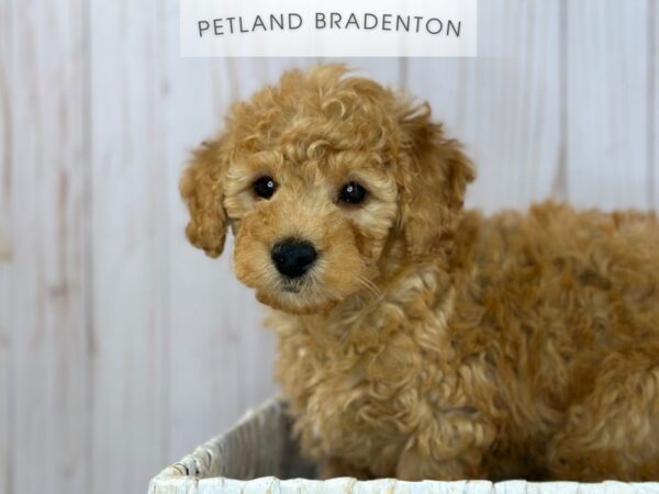 [#18147] Red Male Micro Mini Goldendoodle F1B Puppies For Sale