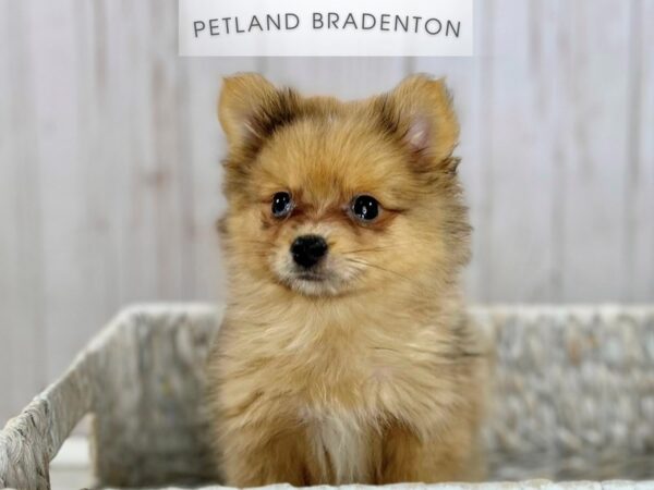 [#18140] Cream Sable Female Pomeranian Puppies For Sale