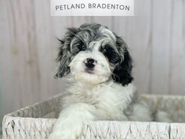 [#18149] Blue Merle & White Male Cockapoo Puppies For Sale