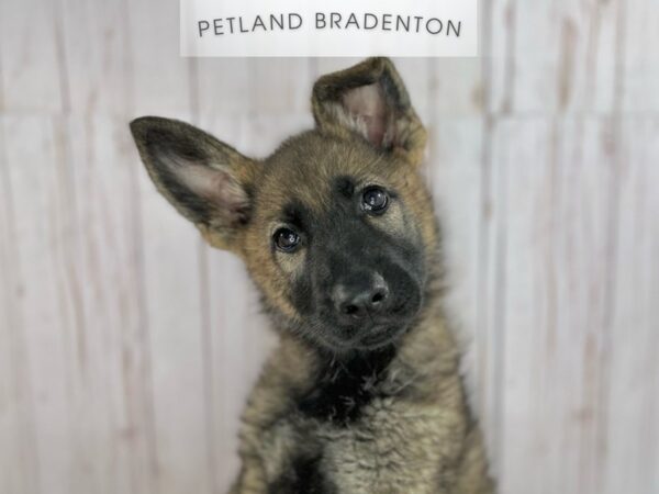 [#18159] Sable Female German Shepherd Puppies For Sale