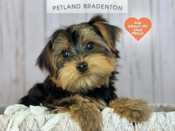 [#18031] Black & Tan Male Yorkshire Terrier Puppies For Sale