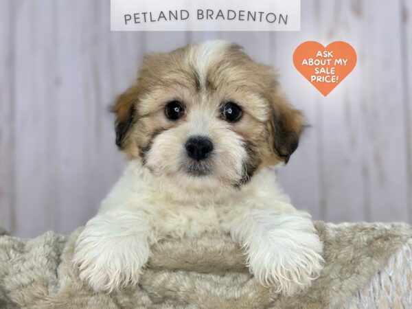 [#18077] Brown & White Male Teddy Bear Puppies For Sale