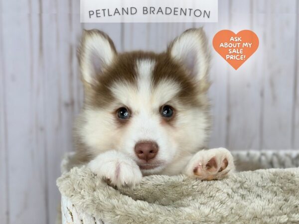 [#18079] Red & White Male Pomsky Puppies For Sale