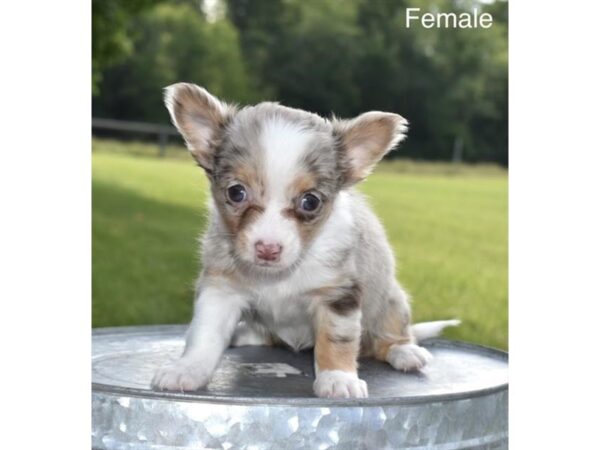 [#18174] Chocolate Merle Female Chihuahua Puppies For Sale