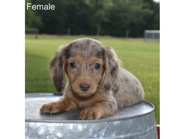 [#18175] Chocolate / Tan Female Dachshund Puppies For Sale