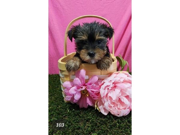[#18172] Black / Tan Female Yorkshire Terrier Puppies For Sale