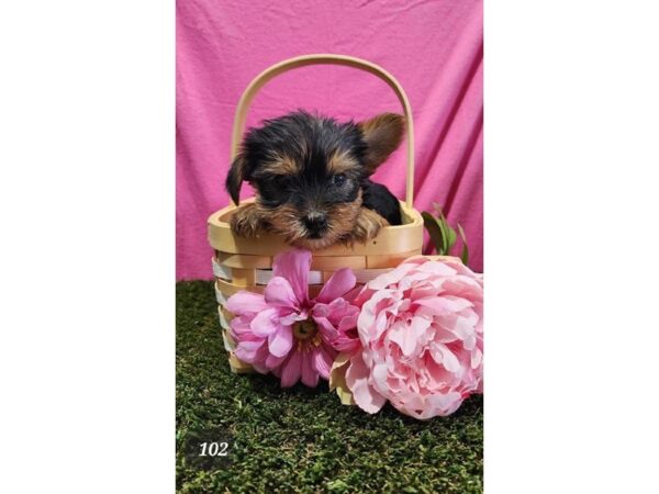 [#18173] Black / Tan Female Yorkshire Terrier Puppies For Sale