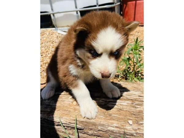 [#18171] Red / White Male Siberian Husky Puppies For Sale