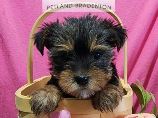 [#18172] Black / Tan Female Yorkshire Terrier Puppies For Sale