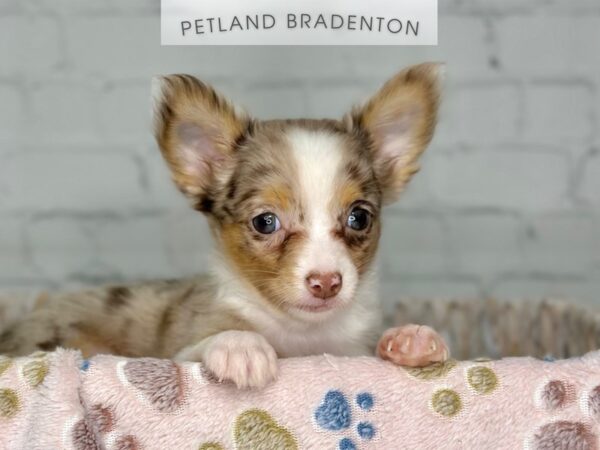 [#18174] Chocolate Merle Female Chihuahua Puppies For Sale